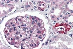 GPR150 Antibody, Novus Biologicals 50 &mu;g | Buy Online | Novus Biologicals | Fisher Scientific